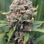 Purple Lemonade Auto Fast Buds Outdoor