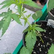 Crystal Candy XL Auto - Sweet Seeds