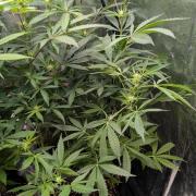 The Gassy One Super Sativa Seed Club