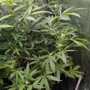 The Gassy One Super Sativa Seed Club