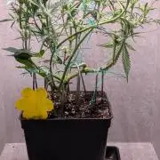 Permanent Jealousy XL Auto Sweet Seeds