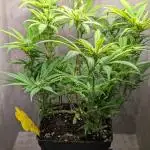 Skunk Auto Fast Buds Mini Grow