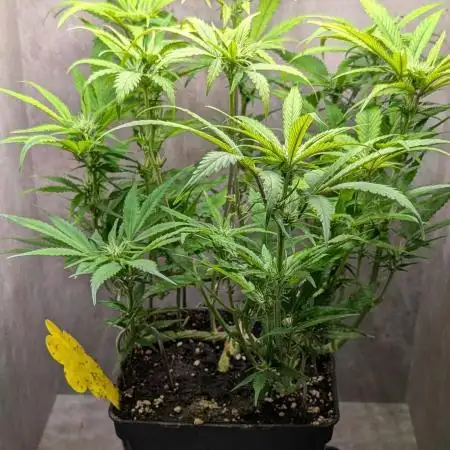 Skunk Auto Fast Buds Mini Grow