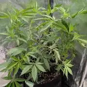 The Gassy One Super Sativa Seed Club