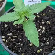 Papaya Cookies Auto Fast Buds