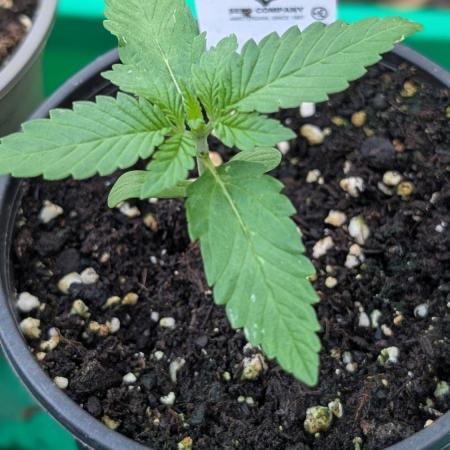 Papaya Cookies Auto Fast Buds