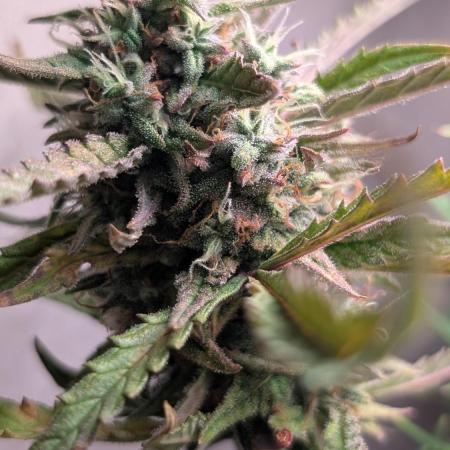 Permanent Jealousy XL Auto Sweet Seeds