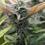 Skunk Auto Fast Buds Mini Grow