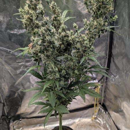 Toffee Pudding Auto Anesia Seeds