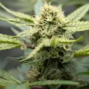 The Gassy One Super Sativa Seed Club