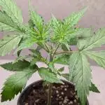 Hindu Kush Auto Sensi Seeds