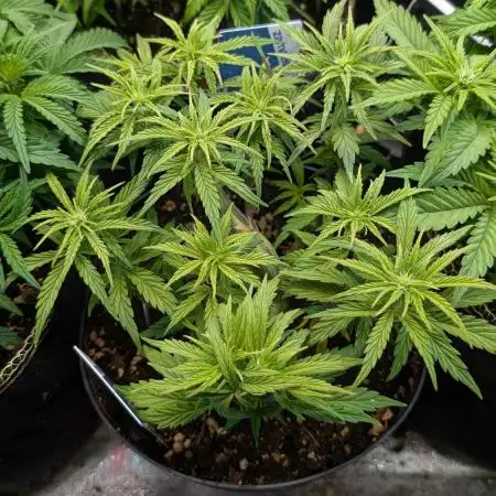 Eternity Grow Cup 2025 Runtz Auto Zamnesia