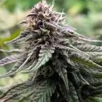 Tropicana Cookies FF Fast Buds