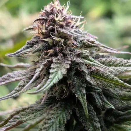 Tropicana Cookies FF Fast Buds