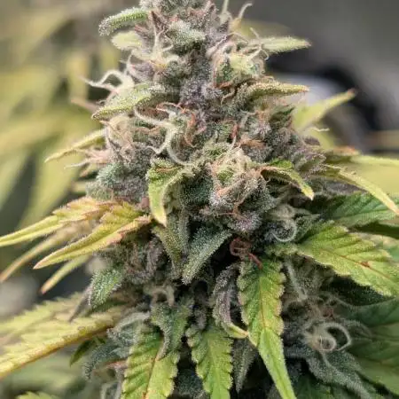 Orange Sherbet FF Fast Buds