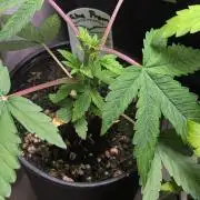 Glue Prom Walipini Seeds