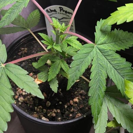 Glue Prom Walipini Seeds