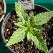 Papaya Cookies Auto Fast Buds