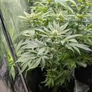 Super Boof Weed Seed Shop