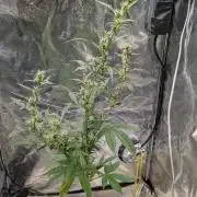 Toffee Pudding Auto Anesia Seeds