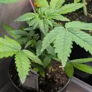 Glue Prom Walipini Seeds
