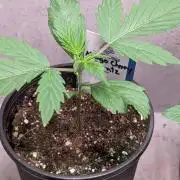 Mango Cherry Runtz