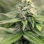 Mental Rainbow F1 Sweet Seeds