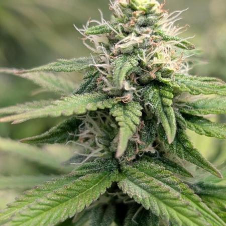 Mental Rainbow F1 Sweet Seeds