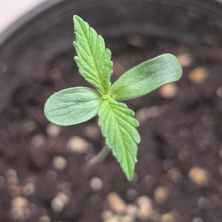 Hindu Kush Auto Sensi Seeds
