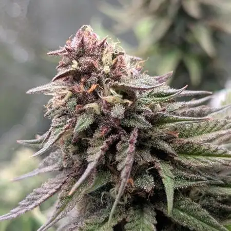 Tropicana Cookies FF Fast Buds
