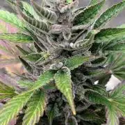 Auto Super Skunk - Sensible Seeds