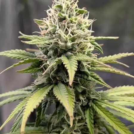 Mental Rainbow F1 Sweet Seeds