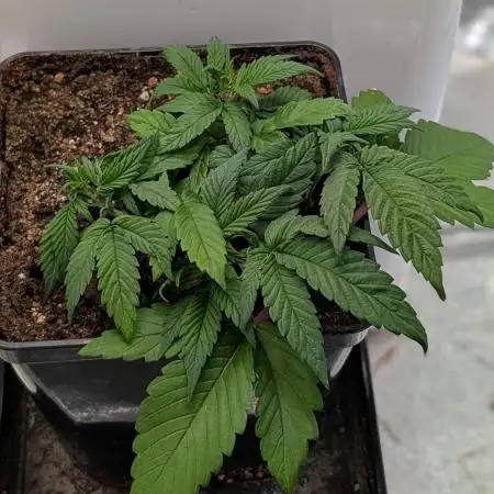 Skunk Auto Fast Buds Mini Grow