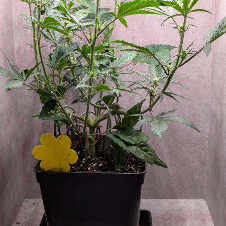 Permanent Jealousy XL Auto Sweet Seeds