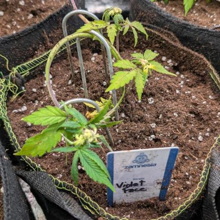 Violet Face Auto Anesia Seeds