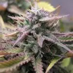 Skunk Auto Fast Buds Mini Grow