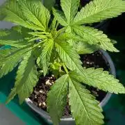 Diablo Rojo XL Auto - Sweet Seeds