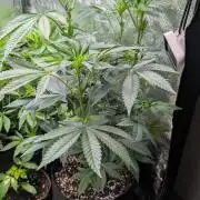 Glue Prom Walipini Seeds