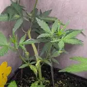 Purple Lemonade Auto Fast Buds Outdoor