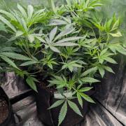 The Gassy One Super Sativa Seed Club