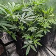 The Gassy One Super Sativa Seed Club