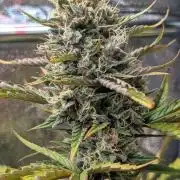 Crystal Candy XL Auto - Sweet Seeds