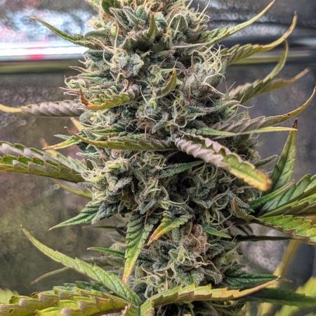 Crystal Candy XL Auto - Sweet Seeds