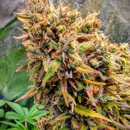 Gorilla Cookies Auto Fast Buds