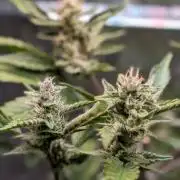 Papaya Cookies Auto Fast Buds