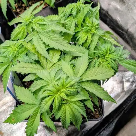 Orange Sherbet FF Fast Buds