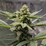 The Gassy One Super Sativa Seed Club