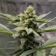 The Gassy One Super Sativa Seed Club