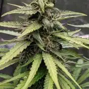 Strawberry Cola Sherbet F1 Sweet Seeds