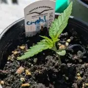 Crystal Candy XL Auto - Sweet Seeds